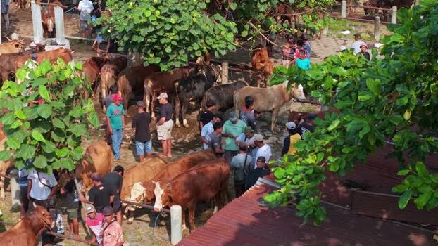 Aerial view of Animal Market Prambanan with cattle Indonesia. Aerial view of Animal Market Prambanan with cattle Indonesia.