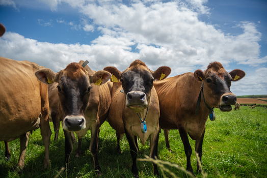 View of three brown cows standing in a lush green pasture under a bright blue sky with fluffy white clouds on a summer day in Looe Cornwall United Kingdom. View of three brown cows standing in a lush green pasture under a bright blue sky with fluffy white clouds on a summer day in Looe Cornwall United Kingdom.