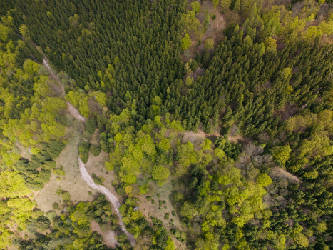 Aerial view of the lush forest over Spania Dolina with a winding dirt path through mixed green trees and dense foliage in Spania Dolina Banska Bystrica Region Slovakia.