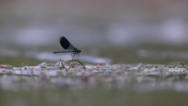 View of a blue damselfly perched on a twig over water France. View of a blue damselfly perched on a twig over water France.