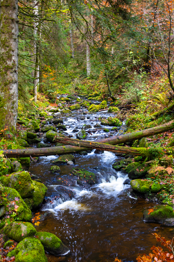 View of the Ravennaschlucht stream flowing over mossy rocks and fallen logs through a dense autumn forest in Breitnau Baden Wurttemberg Germany. View of the Ravennaschlucht stream flowing over mossy rocks and fallen logs through a dense autumn forest in Breitnau Baden Wurttemberg Germany.