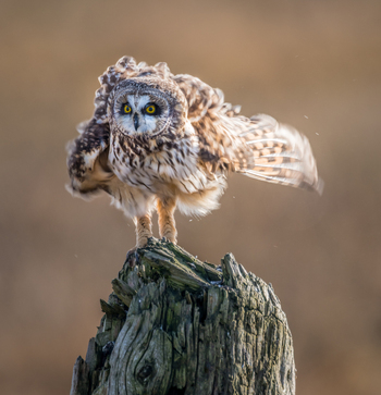 View of a Short eared Owl perched on a weathered wooden post with its wings partially spread in Delta British Columbia Canada. View of a Short eared Owl perched on a weathered wooden post with its wings partially spread in Delta British Columbia Canada.