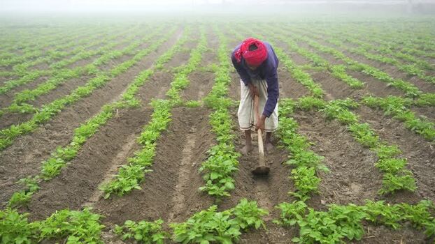 View of a farmer working in a field in Bogura Bangladesh. View of a farmer working in a field in Bogura Bangladesh.