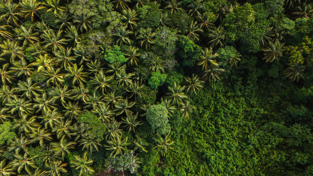 Aerial view of a dense rainforest canopy where vibrant greens meet darker shadowy depths creating a tapestry of life from above Gizo Western Province Solomon Islands. Aerial view of a dense rainforest canopy where vibrant greens meet darker shadowy depths creating a tapestry of life from above Gizo Western Province Solomon Islands.