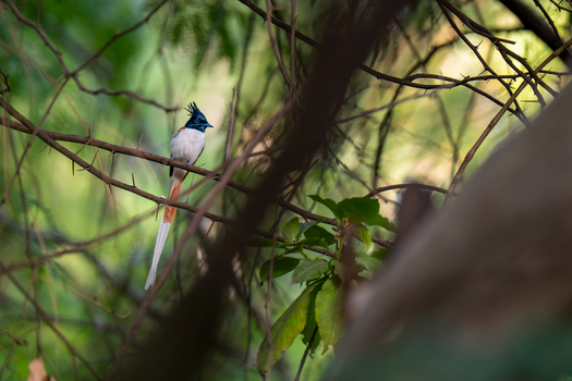 View of an Indian Paradise Flycatcher perched on a thorny branch amidst dense green foliage in a forest Kallar Kahar Punjab Pakistan. View of an Indian Paradise Flycatcher perched on a thorny branch amidst dense green foliage in a forest Kallar Kahar Punjab Pakistan.