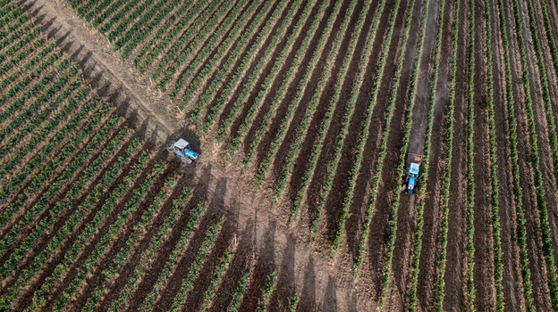 Aerial view of two blue tractors working between long diagonal rows of lush green vines in a vineyard in Greve in Chianti Tuscany Italy. Aerial view of two blue tractors working between long diagonal rows of lush green vines in a vineyard in Greve in Chianti Tuscany Italy.