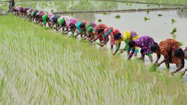 View of women planting rice seedlings in a field Bangladesh. View of women planting rice seedlings in a field Bangladesh.