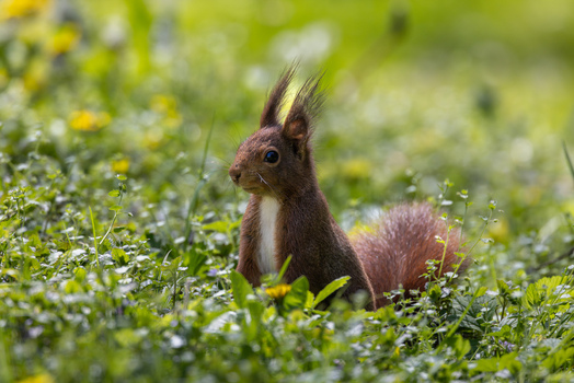 View of a red squirrel with tufted ears sitting in a lush green meadow with yellow wildflowers in Mulhouse Grand Est France.