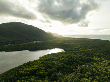 Aerial view of the Karimunjawa Mangrove Forest its lush green canopy contrasting with the dark waters under a sky of soft diffused light Karimunjawa Central Java Indonesia.