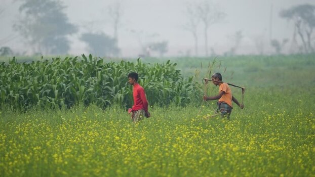 View of farmers walking through a mustard field in Bogura Bangladesh.