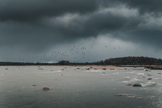 View of Vormsi island coastline with a large flock of birds flying over the rocky sea under a dark stormy overcast sky in Laane County Estonia.