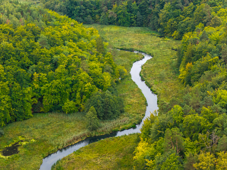 Aerial view of the Radunia river winding through a dense lush green forest in Pomeranian Voivodeshi Poland.