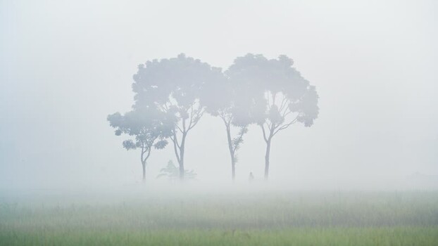 View of trees standing in thick morning fog over a field Bangladesh.
