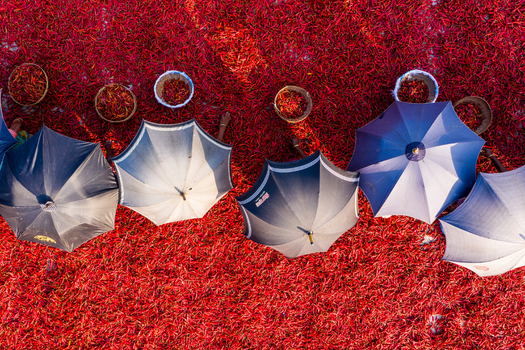 Bogura Bangladesh 06 March 2022 Aerial view of workers drying red chili peppers on the ground under colorful umbrellas in the Rajshahi Division.