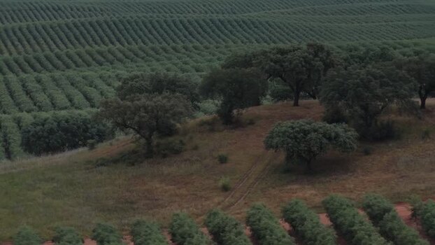 Aerial view of agricultural fields and cork oak trees Portugal. Aerial view of agricultural fields and cork oak trees Portugal.