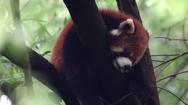 View of a red panda sleeping on a tree branch China. View of a red panda sleeping on a tree branch China.