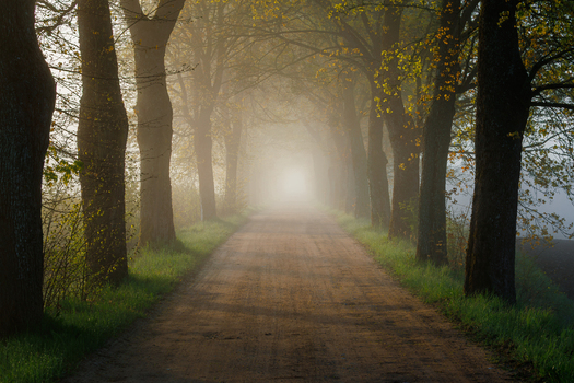 View of a dirt road lined with tall trees in a misty forest during the golden hour in Cichy Mlyn Warmian Masurian Voiv Poland.