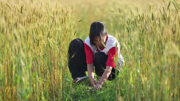 View of a woman working in a lush wheat field Nepal.