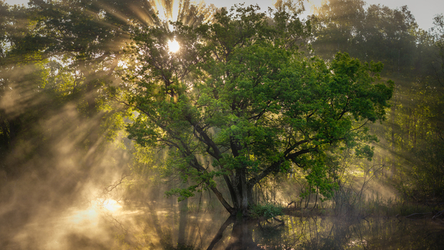Aerial view of Venekotensee lake featuring a large green tree surrounded by morning mist and dramatic sun rays in Niederkruchten Nordrhein Westfalen Germany. Aerial view of Venekotensee lake featuring a large green tree surrounded by morning mist and dramatic sun rays in Niederkruchten Nordrhein Westfalen Germany.