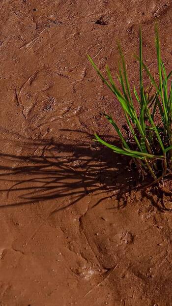 View of green grass growing in wet mud in Latvia. View of green grass growing in wet mud in Latvia.