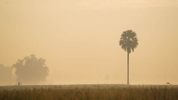 View of a lone palm tree in a misty field at dawn Bangladesh.