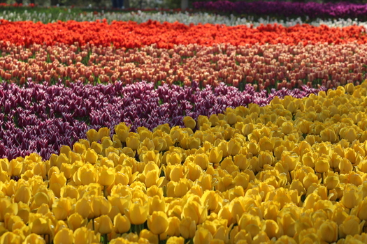 View of vibrant rows of yellow purple pink and red tulips blooming in Alaaddin Hill Park in Selcuklu Konya Turkiye. View of vibrant rows of yellow purple pink and red tulips blooming in Alaaddin Hill Park in Selcuklu Konya Turkiye.