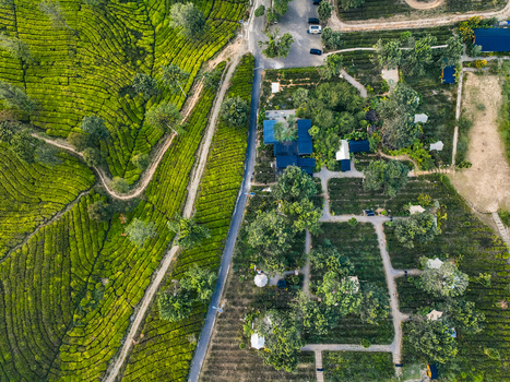 Aerial view of Goalpara Tea Park featuring lush green tea plantations winding paths and scattered buildings in Kecamatan Sukaraja Jawa Barat Indonesia. Aerial view of Goalpara Tea Park featuring lush green tea plantations winding paths and scattered buildings in Kecamatan Sukaraja Jawa Barat Indonesia.