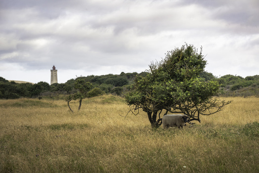 View of a sheep resting under a tree in a grassy field with the historic Rubjerg Knude lighthouse in the distance in Lokken Denmark. View of a sheep resting under a tree in a grassy field with the historic Rubjerg Knude lighthouse in the distance in Lokken Denmark.