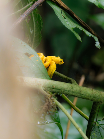 View of a vibrant yellow eyelash viper coiled on a mossy branch amidst lush tropical foliage in Costa Rica.