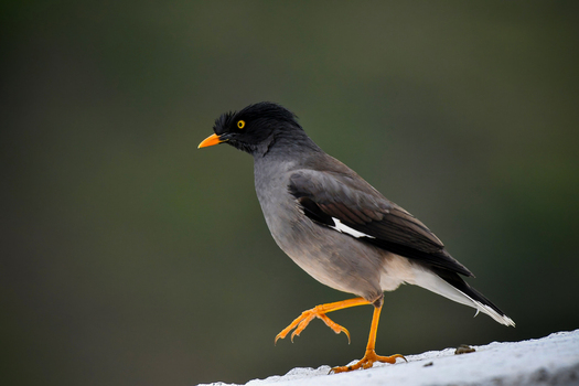 View of a Jungle myna bird walking on a white ledge with a blurred green background in Naran KPK Pakistan. View of a Jungle myna bird walking on a white ledge with a blurred green background in Naran KPK Pakistan.