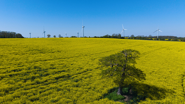 Aerial view of New Albion Wind Farm with vibrant yellow rapeseed fields a solitary green tree and white wind turbines under a clear blue sky Rushton England United Kingdom. Aerial view of New Albion Wind Farm with vibrant yellow rapeseed fields a solitary green tree and white wind turbines under a clear blue sky Rushton England United Kingdom.