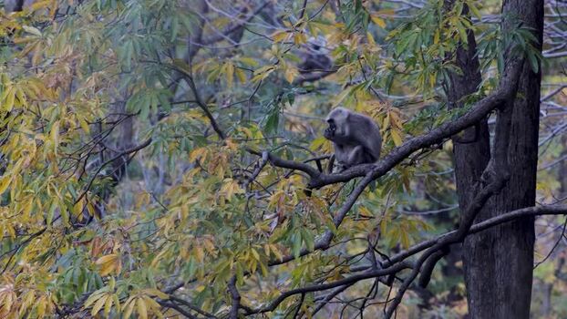 View of a grey langur monkey in an autumn tree Pakistan.