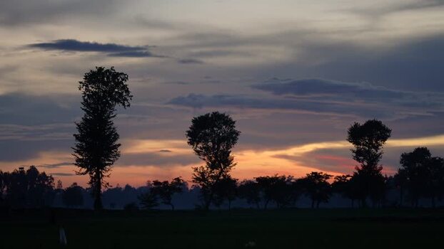 View of silhouetted trees at sunset Bangladesh.