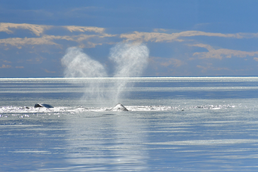 View of a Southern Right Whale spouting water in a heart shape on the calm blue ocean surface in Puerto Madryn Chubut Argentina. View of a Southern Right Whale spouting water in a heart shape on the calm blue ocean surface in Puerto Madryn Chubut Argentina.