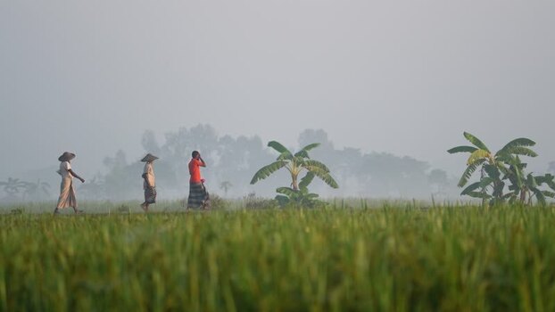 View of farmers walking through misty rice fields Bangladesh.