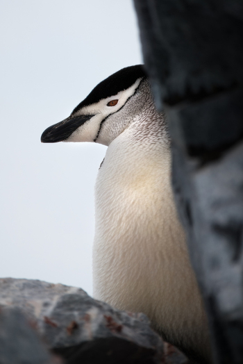 View of a chinstrap penguin peeking from behind a dark rock against a white background in Antarctica.