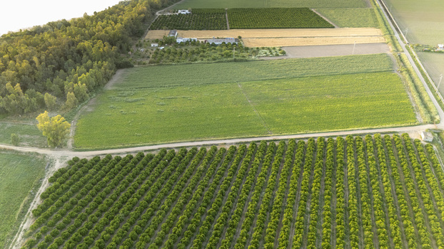 Aerial view of lush agricultural fields and neat rows of orchards bordering a dense forest under warm golden light in Coria del Rio Andalusia Spain. Aerial view of lush agricultural fields and neat rows of orchards bordering a dense forest under warm golden light in Coria del Rio Andalusia Spain.