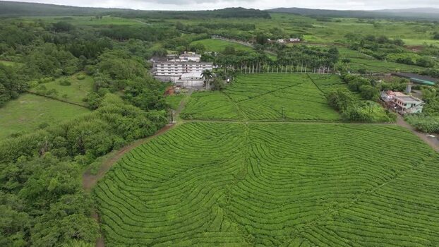 Aerial view of Bois Cheri Tea Factory Mauritius. Aerial view of Bois Cheri Tea Factory Mauritius.
