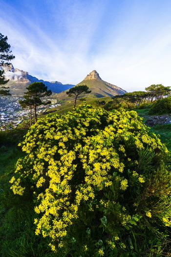 View of vibrant yellow wildflowers in the foreground with Lion s Head mountain and the city valley under a clear blue sky Cape Town Western Cape South Africa. View of vibrant yellow wildflowers in the foreground with Lion s Head mountain and the city valley under a clear blue sky Cape Town Western Cape South Africa.