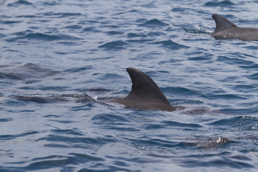 View of dolphins swimming in the Indian Ocean with dorsal fins visible above the blue rippling water near Tiwi Beach Tiwi Wilaya ya Kwale Kenya. View of dolphins swimming in the Indian Ocean with dorsal fins visible above the blue rippling water near Tiwi Beach Tiwi Wilaya ya Kwale Kenya.