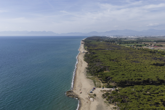 Aerial view of the long sandy coastline and dense pine forest bordering the blue sea under a clear sky Paestum Campania Italy.