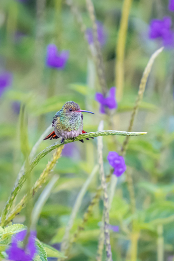 View of a small hummingbird perched on a green stem surrounded by vibrant purple flowers in Antioquia Colombia.