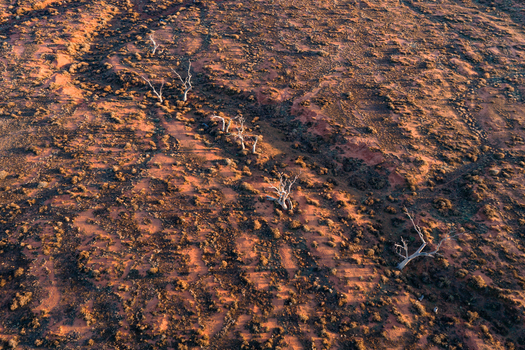 Aerial view of the rugged red desert landscape with scattered dead white trees and sparse scrubland during golden hour in Flinders Ranges South Australia Australia.
