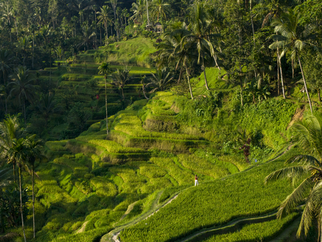 Aerial view of Tegallalang Rice Terrace with lush green paddies palm trees and a person walking along a narrow path Kecamatan Tegallalang Bali Indonesia. Aerial view of Tegallalang Rice Terrace with lush green paddies palm trees and a person walking along a narrow path Kecamatan Tegallalang Bali Indonesia.