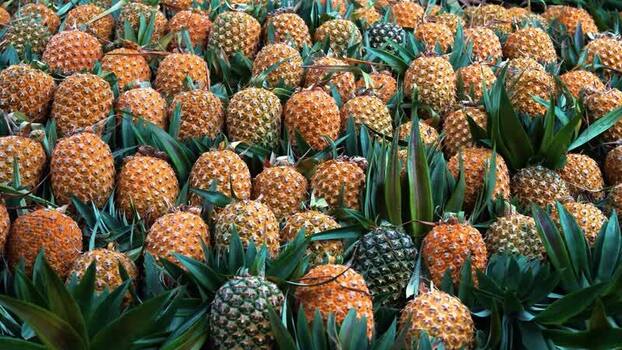 View of harvested pineapples in a dense pile Bangladesh.