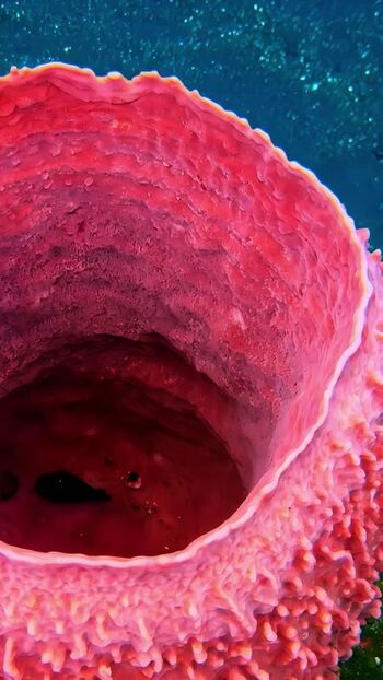 View of a vibrant pink barrel sponge underwater in Indonesia. View of a vibrant pink barrel sponge underwater in Indonesia.