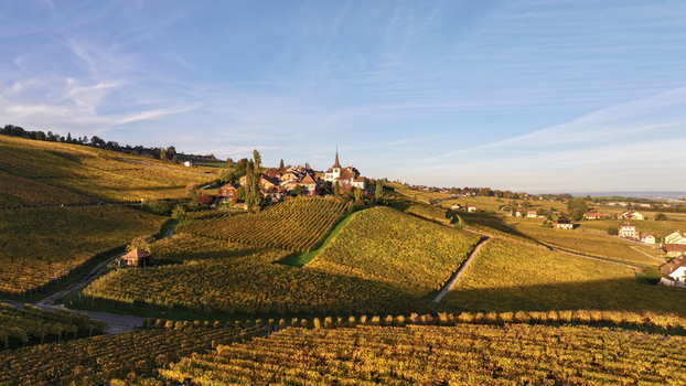 Aerial view of a quaint village nestled amidst golden vineyards under a serene sky the church steeple piercing the horizon Féchy Vaud Switzerland. Aerial view of a quaint village nestled amidst golden vineyards under a serene sky the church steeple piercing the horizon Féchy Vaud Switzerland.