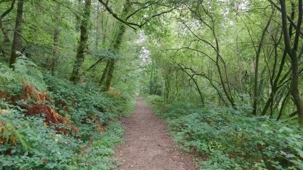 View of forest path in Looe United Kingdom. View of forest path in Looe United Kingdom.