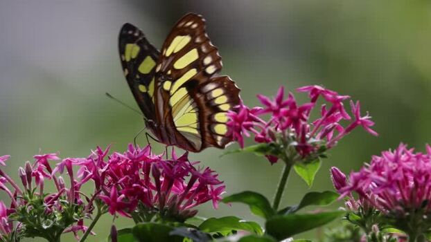View of a butterfly on pink flowers in France.