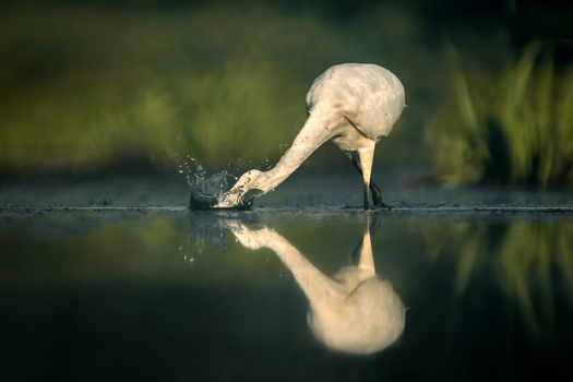 View of a white egret hunting in shallow water with a splash and a clear reflection in Debrzno Pomeranian Voivodeship Poland. View of a white egret hunting in shallow water with a splash and a clear reflection in Debrzno Pomeranian Voivodeship Poland.